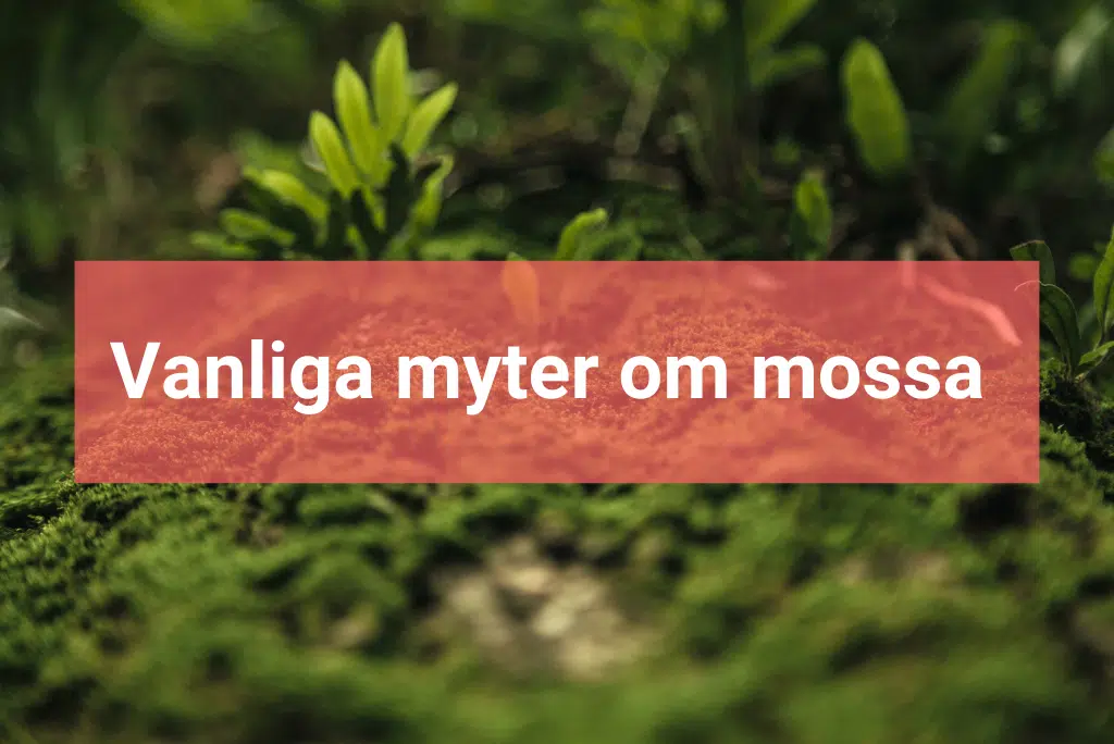 räkna ut mängden trall (22) Mossa i gräsmatta