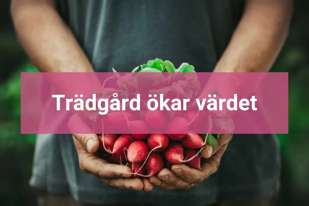 Trädgård ökar värdet Vilka förbättringar höjer värdet på huset
