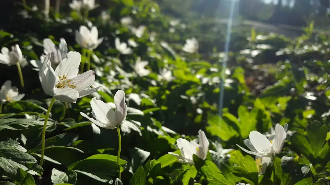 Blommor Lidingö Köpa Hus Lidingö
