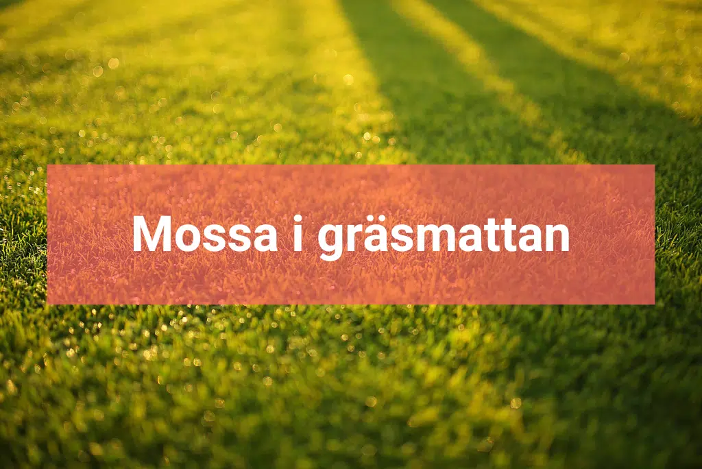 Mossa i gräsmattan